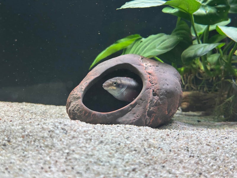 Plecoceramics Cichlid Stone Decoration - Aquarium cave for Cichlids, Betta, Small Fish - Fish Tank Hideway Decor - Betta Toys Hideout Stones House (Magma Stone Small) - Image 4